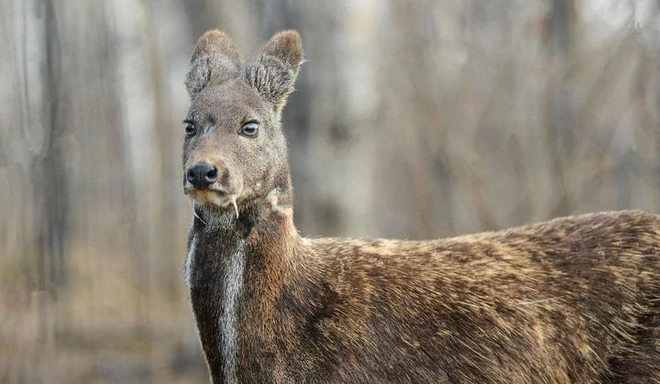 Top dong vat tuong tuyet chung bong “hoi sinh” ky dieu: Co loai o VN!