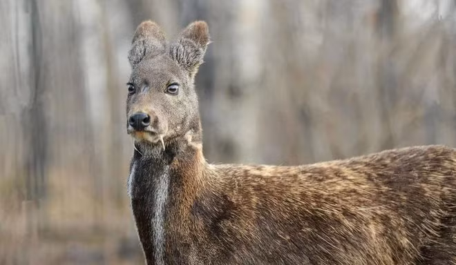 Top dong vat tuong tuyet chung bong “hoi sinh” ky dieu: Co loai o VN!
