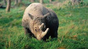 8 loai dong vat vo gia cua nhan loai: Mot loai o Viet Nam!-Hinh-4