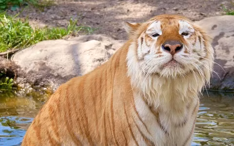 8 loai dong vat vo gia cua nhan loai: Mot loai o Viet Nam!-Hinh-3