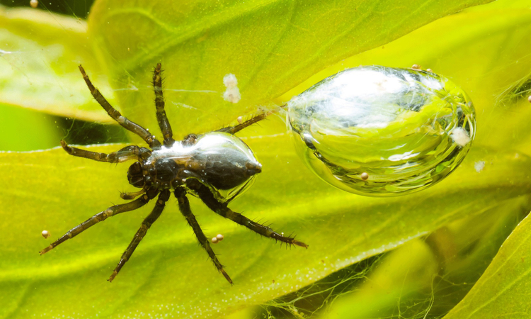 Tan muc loai nhen ky la nhat Trai Dat, chang to san moi duoi nuoc-Hinh-8