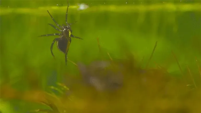 Tan muc loai nhen ky la nhat Trai Dat, chang to san moi duoi nuoc-Hinh-7