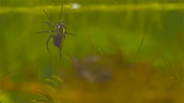 Tan muc loai nhen ky la nhat Trai Dat, chang to san moi duoi nuoc-Hinh-7