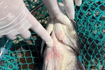 Nguyên nhân cá bớp chết hàng loạt khiến ngư dân ở Đặc khu Lý Sơn lao đao