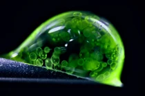 Loạt ảnh hiển vi khoa học đẹp nhất năm đốn tim, xoắn não người xem