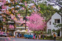 Đa dạng các điểm du xuân tại Quảng Ngãi 