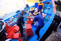 Ngư dân Quảng Ngãi bội thu cá cơm đầu năm Bính Ngọ 2026