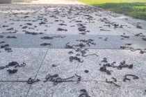 Giun đất chết khô hàng loạt tại công viên Quảng Ngãi gây tò mò