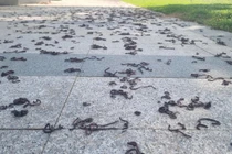 Giun đất chết khô hàng loạt tại công viên Quảng Ngãi gây tò mò