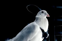 Nga cấy chip não biến chim bồ câu thành drone sống