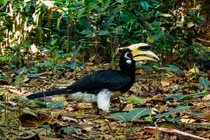 Rái cá, chim hồng hoàng quý hiếm ở Vườn quốc gia Chư Mom Ray