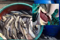 Cá bớp chết hàng loạt, người dân Lý Sơn thiệt hại hàng chục tỷ đồng