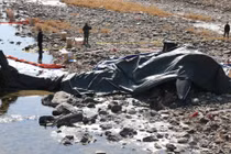 Rơi trực thăng tấn công Cobra hai phi công Hàn Quốc thiệt mạng