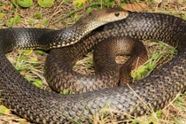 5 dấu hiệu cho thấy rắn đang lởn vởn quanh nhà cần chú ý