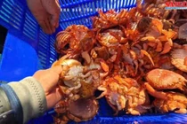 Lý Sơn thả cua huỳnh đế mang trứng, phục hồi sinh thái