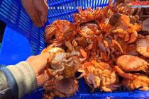 Lý Sơn thả cua huỳnh đế mang trứng, phục hồi sinh thái