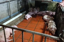  Phát hiện cơ sở giết mổ lợn nhiễm tả lợn Châu Phi số lượng lớn ở Hưng Yên