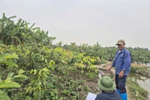 Hải Phòng xử lý trường hợp trồng cây, xây dựng trái phép trên đất thu hồi