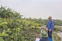 Hải Phòng xử lý trường hợp trồng cây, xây dựng trái phép trên đất thu hồi