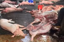 Lợn dịch được các đối tượng giết mổ mang đi tiêu thụ