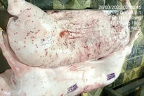 Bộ NN&MT đề nghị Bộ Công an điều tra vụ CP bị “tố” bán lợn bệnh