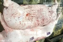 Bộ NN&MT đề nghị Bộ Công an điều tra vụ CP bị “tố” bán lợn bệnh