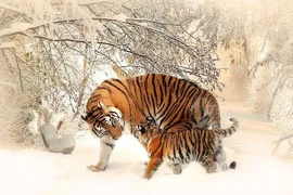 Dự đoán ngày mới 21/12/2025 cho 12 con giáp: Dần cần kiệm