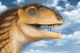 Hóa thạch hộp sọ hơn 200 triệu tuổi hé lộ loài mới thời Tam Điệp