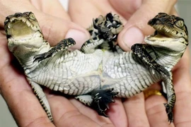 Phát hiện những sinh vật kỳ lạ với đặc điểm hiếm gặp trên thế giới