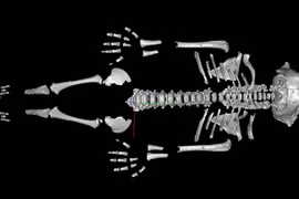 Tại sao trẻ em Neanderthal phát triển nhanh hơn người hiện đại?