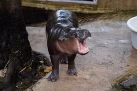 Người đàn ông bị phạt tiền vì đột nhập chuồng hà mã lùn để quay phim