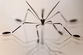 Loài ruồi kỳ lạ không cần vỗ cánh vẫn bay, bí mật nằm ở… đôi chân