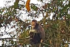 Cá thể voọc 7 màu hiếm gặp xuất hiện tại Hà Tĩnh