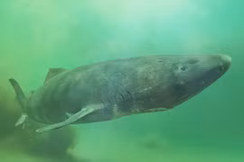 Giải mã bộ gene cá mập Greenland và những bí mật về tuổi thọ
