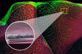 Loài thực vật giúp chiết xuất kim loại độc hại trong đất ô nhiễm