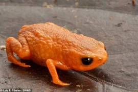 Khoa học phát hiện cóc bí ngô mới lạ trong rừng Brazil