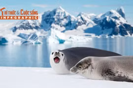 Khám phá hải cẩu Weddell – 'nhạc sĩ' của vùng biển băng giá