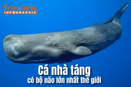 [INFOGRAPHIC] Vì sao cá nhà táng có bộ não lớn nhất thế giới?