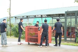 Cứu hộ thành công gấu ngựa bị nuôi nhốt hơn 25 năm tại Đà Nẵng