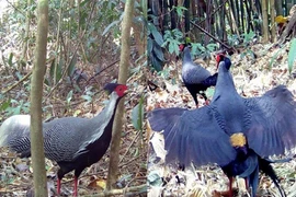 Bẫy ảnh rừng sâu bất ngờ phát hiện nhiều loài quý hiếm xuất hiện