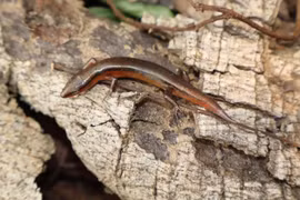 Khám phá loài thằn lằn mới tại Vườn Quốc gia Vũ Quang