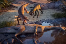 Phát hiện loài cá sấu mới từ hóa thạch 80 năm trong tầng hầm bảo tàng