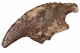 Phát hiện hàng loạt hóa thạch dưới dòng suối ngầm tại Mỹ