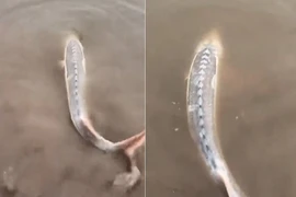 Câu được con cá màu trắng toát, vì sao thanh niên lập tức thả ra?