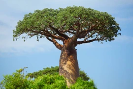 Cây baobab: biểu tượng của châu Phi và cây của sự sống