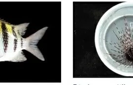 Hơn 100 loài sinh vật mới được phát hiện trong cuộc khảo sát tại Guadeloupe