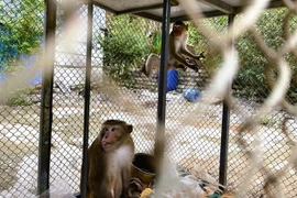 Khỉ quý hiếm được giao nộ và thả về tự nhiên tại Thanh Hóa