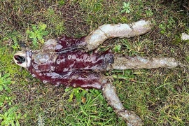 Bạch tuộc '7 chân' bất ngờ trôi dạt vào bờ biển Scotland