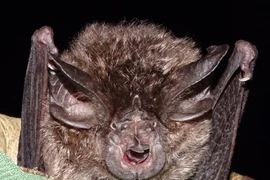 Phát hiện bất ngờ loài dơi móng ngựa Hill tưởng đã tuyệt chủng sau 40 năm