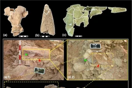 Người Neanderthal thu thập hộp sọ động vật để làm gì?